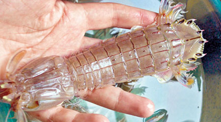 醫生建議處理瀨尿蝦應戴上手套。（互聯網圖片）