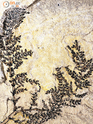 Montsechia vidalii相信是全球第一朵花。圖為其化石。