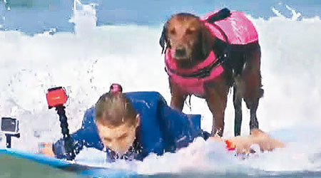 滑浪犬正幫助貝拉米（左）衝浪。（互聯網圖片）