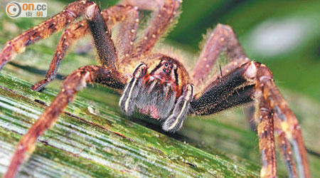 巴西漫遊蜘蛛毒液已在老鼠身上成功測試。