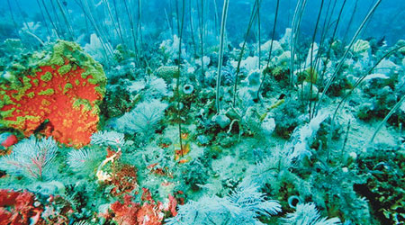 珊瑚礁的生態系統龐大。（互聯網圖片）