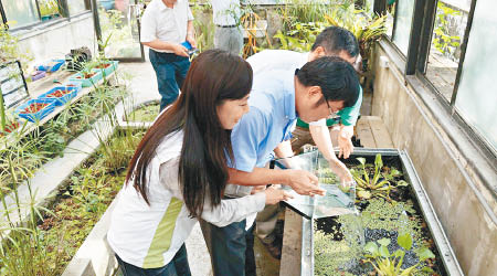 相關人員在成大魚菜共生池放養「台灣稻田魚」。（互聯網圖片）