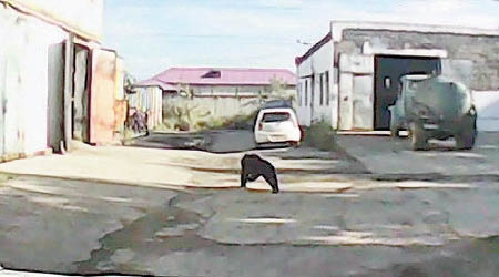 盧切戈爾斯克有黑熊在街頭游走。（互聯網圖片）