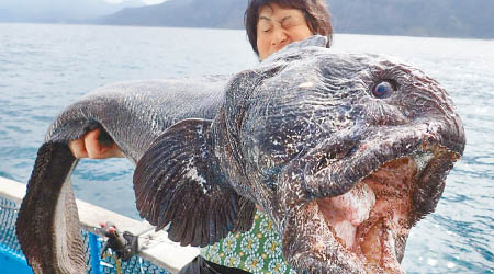 平坂寬捕獲的巨魚引起熱議。（互聯網圖片）