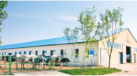 輝山的乳牛養殖場。（互聯網圖片）
