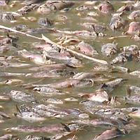 大量死魚積聚湖底，更發出腐臭味。（互聯網圖片）