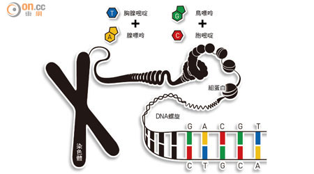 DNA結構 <br>去氧核醣核酸（DNA）由核苷酸鏈和鹼基組成，鹼基T和A配對，G和C配對。 <br>遺傳物質DNA為雙螺旋結構，人類細胞有四十六條染色體，包含六十億個鹼基。