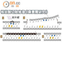 核苷酸切除修復（桑賈爾研究） <br>紫外線或致癌物會導致DNA損傷，核苷酸內切酶就會把損害部分切除，由DNA聚合酶進行修復。