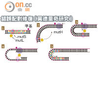 錯誤配對修復（莫德里奇研究） <br>當新DNA鏈置入錯誤，mutS及mutL偵測之後就會與甲基上的mutH結合，之間的單股DNA會被切除和修補。