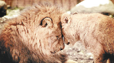 奧丹斯動物園內養有多隻獅子。（互聯網圖片）