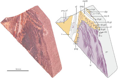 專家研究始祖鳥的化石，發現牠具有複雜的肌肉結構。（互聯網圖片）