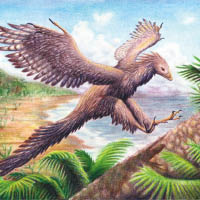 始祖鳥被認為是鳥類的祖先。圖為構想圖。（互聯網圖片）