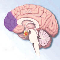 今次研究是將磁力，引導到腦內的後內側額葉皮層（紫色部分）。