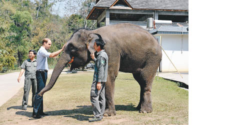 英國威廉王子（左二）曾探訪亞洲象種源繁育基地。（資料圖片）