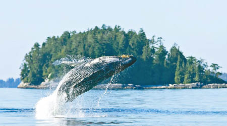 托菲諾是卑詩省的賞鯨熱點。（互聯網圖片）