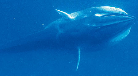 馬達加斯加首次發現屬鬚鯨科的角島鯨。（互聯網圖片）