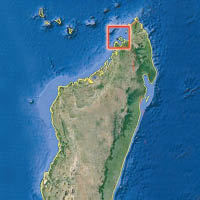 科學家在馬達加斯加對開海域，發現角島鯨的蹤影。（互聯網圖片）