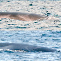 角島鯨在海面游弋的情況。（互聯網圖片）