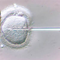 案件中的夫婦通過體外授精，培育胚胎冷凍保存。
