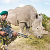 肯尼亞派出士兵守衞僅存的白犀牛。（資料圖片）