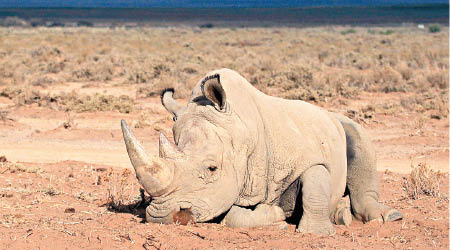 全球大多數的犀牛在南非棲息。