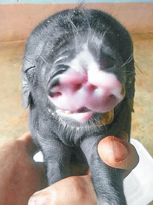 小豬擁有四個鼻孔。