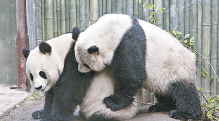 雌雄熊貓互生情愫，交配機會就會大增。（互聯網圖片）