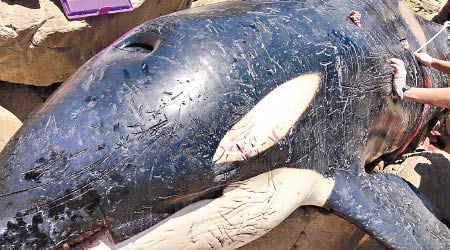 殺人鯨的屍體。（ORCA基金會）