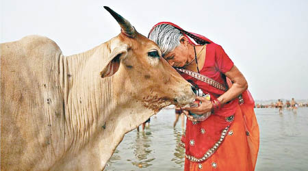 印度教視牛為神聖動物。（資料圖片）