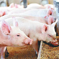 豬肉發光懷疑與豬隻被餵食過量含磷飼料有關。
