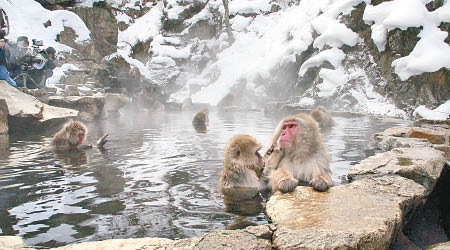 地獄谷猴子集體浸溫泉，今年少見。