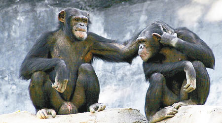 大猩猩也會基於信任建立友誼。（互聯網圖片）