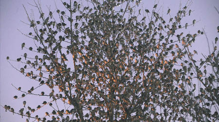 大批小鳥掛滿樹上。（互聯網圖片）