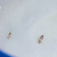 奶粉內發現兩條活蟲。