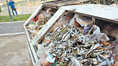 湖北大批打撈出來的死魚被丟棄。（互聯網圖片）