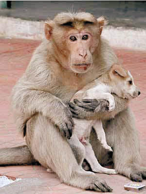 猴子緊抱着小狗，恍如印度版的「阿笨與阿占」。（互聯網圖片）