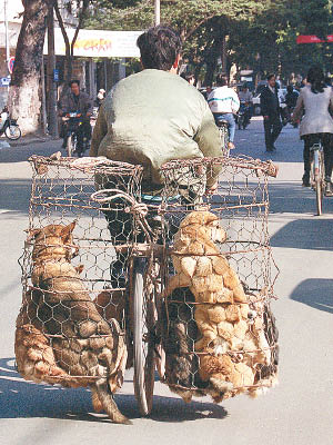 亞洲很多國家都有吃狗肉習俗，圖為越南河內一名狗販。（資料圖片）
