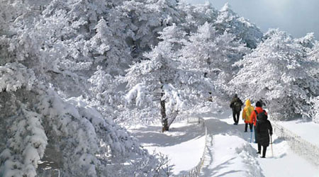 安徽<br>黃山景區積雪約四十厘米。（互聯網圖片）