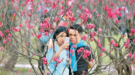 情侶在桃花樹下濃情蜜意。（互聯網圖片）