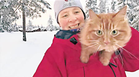 杰斯珀成為知名「雪橇貓」。（互聯網圖片）