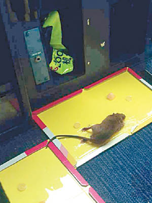 涉事航班驚現老鼠。