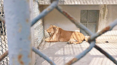 母獅正在動物園接受治療。（互聯網圖片）