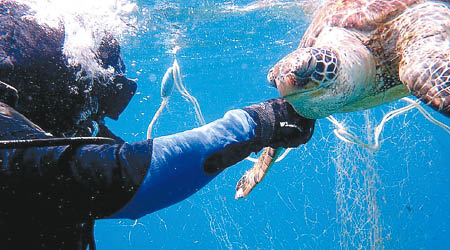 潛水教練為死龜解開身上的鬼網。（互聯網圖片）