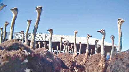 南非西開普省有多個鴕鳥農場。