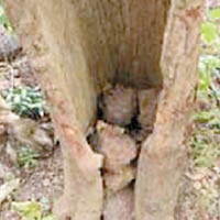 非洲西部的黑猩猩會在樹幹洞內堆石。