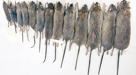 老鼠被製成標本，送大學作研究。
