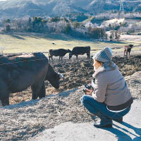 遊客在災區的牧場上，觀看幸存的牛隻。