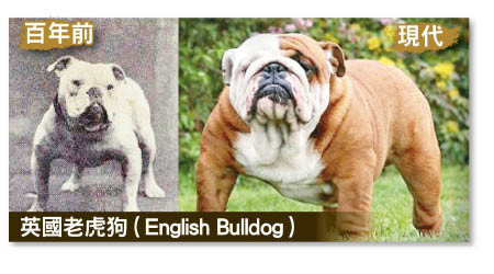  英國老虎狗（English Bulldog）