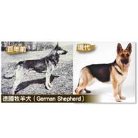 德國牧羊犬（German Shepherd）