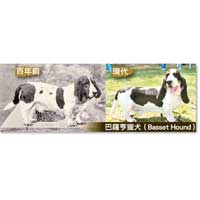 巴薩亨獵犬（Basset Hound）